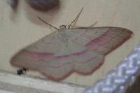Rhodostrophia vibicaria