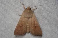 Mythimna ferrago