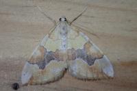Cidaria fulvata