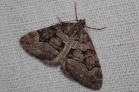 Thera cognata