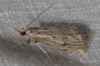 Catoptria falsella