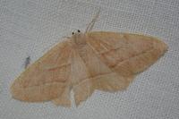 Hylaea fasciaria