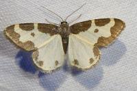 Lomaspilis marginata