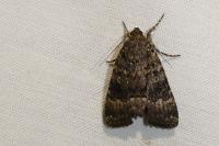 Amphipyra berbera svenssoni