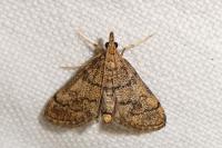 Metasia cuencalis bourgognei