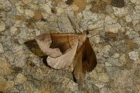 Scotopteryx angularia