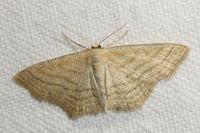 Scopula virgulata