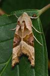Phlogophora meticulosa