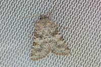 Hecatera dysodea
