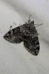 Thera cembrae cembrae