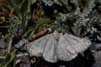 Gnophos obfuscata