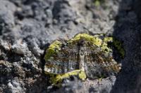Entephria flavicinctata flavicinctata