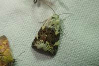 Acontia lucida