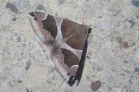 Dysgonia algira