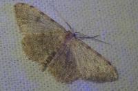 Scopula rufomixtaria