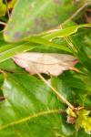 Timandra comae