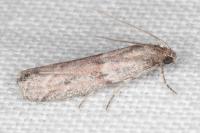 Cadra furcatella