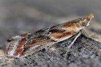 Ancylosis cinnamomella