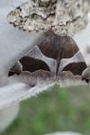 Dysgonia algira