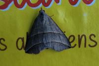 Colobochyla salicalis