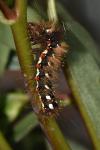 Acronicta rumicis