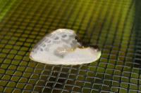 Cilix glaucata