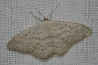 Scopula incanata