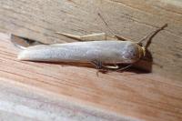 Eilema caniola
