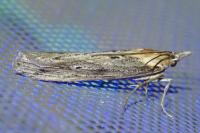 Epischnia ampliatella