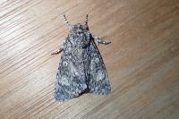 Acronicta megacephala