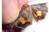 Noctua janthe