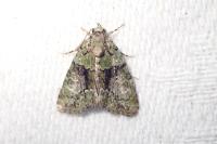 Cryphia algae