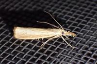 Agriphila straminella
