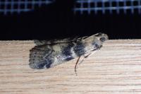 Euzophera pinguis