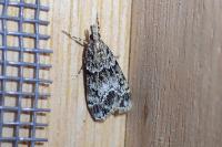 Eudonia mercurella
