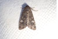 Mamestra brassicae
