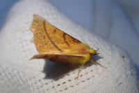 Ennomos alniaria