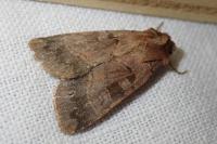 Xestia stigmatica