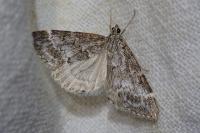 Evergestis sophialis