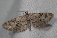 Eupithecia pusillata