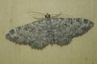 Eupithecia impurata