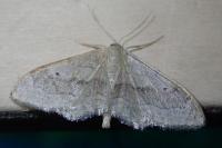 Idaea aversata
