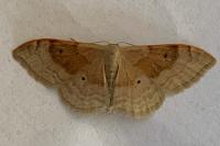 Idaea degeneraria