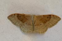 Idaea degeneraria