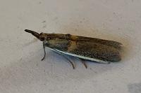 Etiella zinckenella