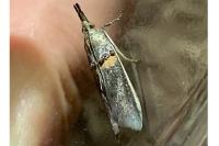 Etiella zinckenella