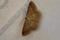 Scopula rubiginata