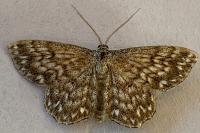 Scopula tessellaria