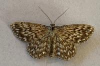 Scopula tessellaria