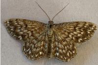 Scopula tessellaria